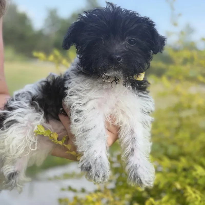 A baby small-sized male White / Cream Havanese dog named Mika for adoption in Baton Rouge, LA