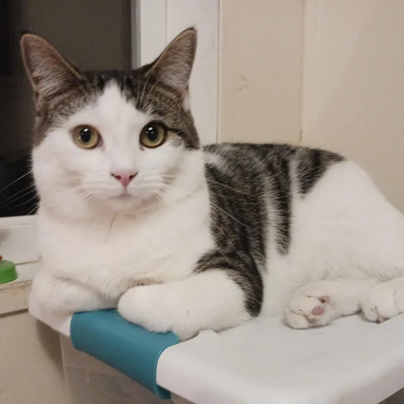 A baby medium-sized female Domestic Short Hair cat named Bonnie for adoption in Saint Marys, WV