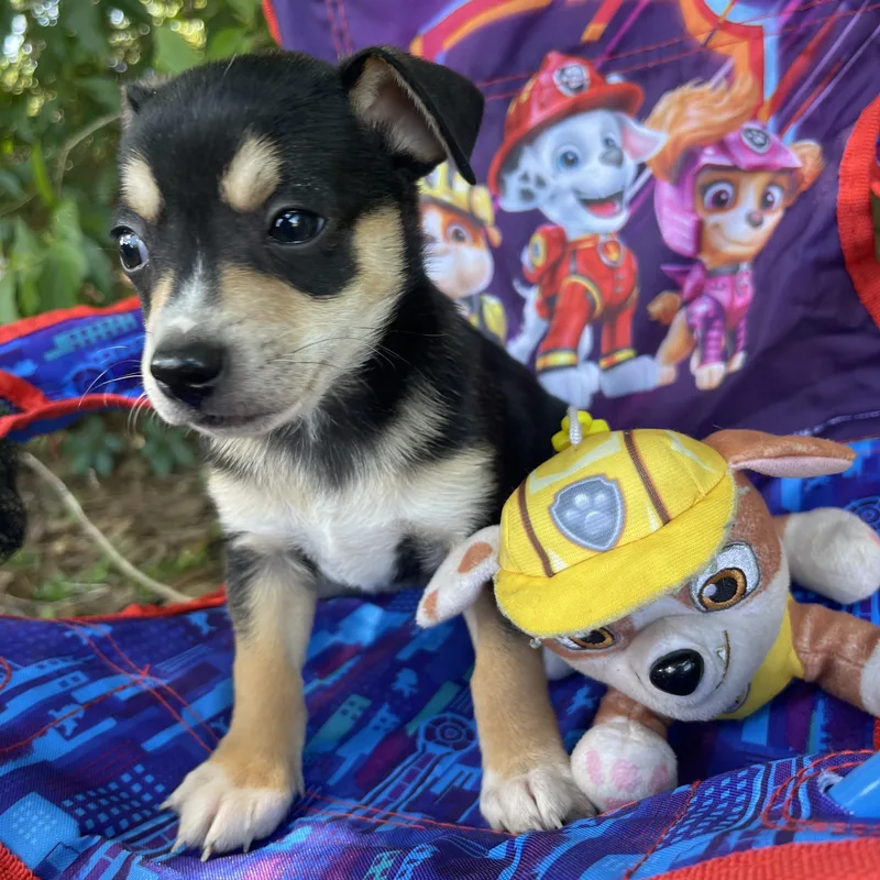 Eli
