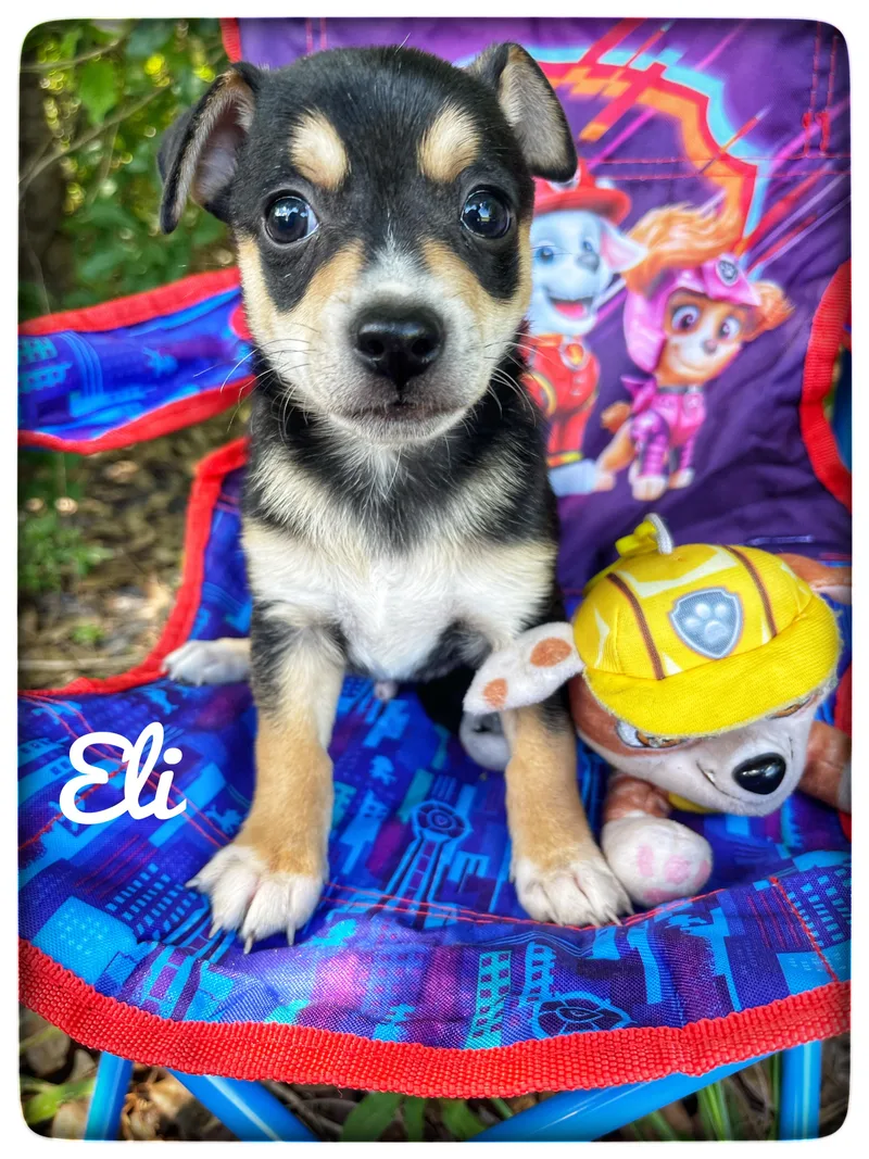 Eli thumbnail 5