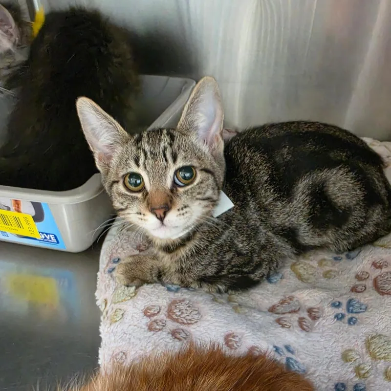 A baby small-sized male Brown / Chocolate Domestic Short Hair cat named Louis Vuitton for adoption in Las Vegas, NV