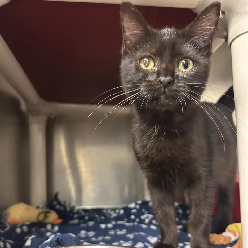 A baby small-sized female Black Domestic Short Hair cat named Scheana Shay for adoption in Chippewa Falls, WI