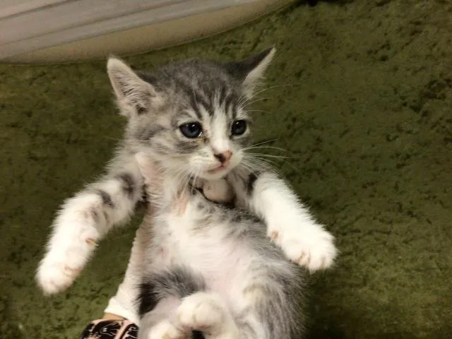 A baby small-sized female Domestic Short Hair cat named Cruton for adoption in Riverside, CA