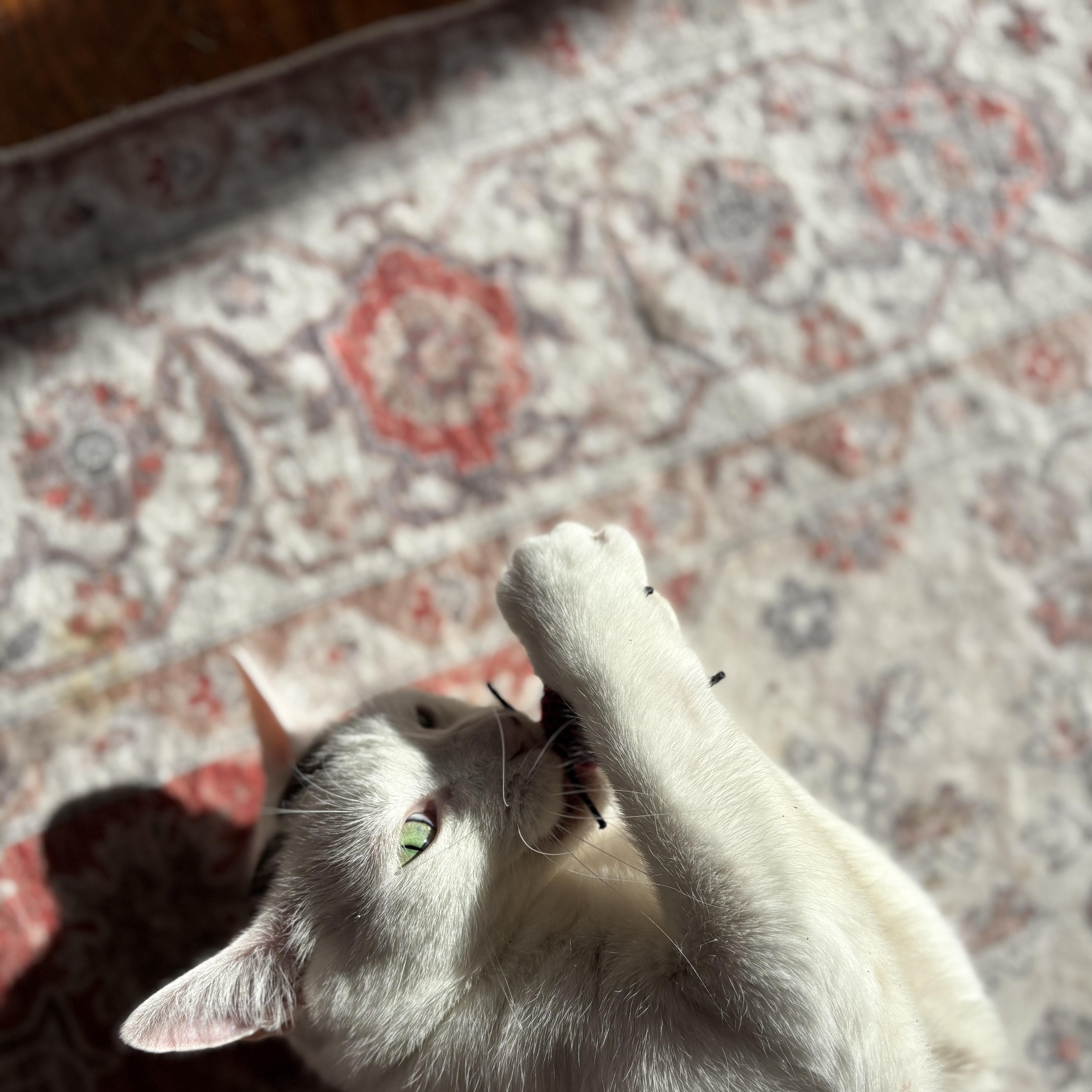 An adult large-sized male White Domestic Short Hair cat named Tommy Zip for adoption in Buffalo, NY