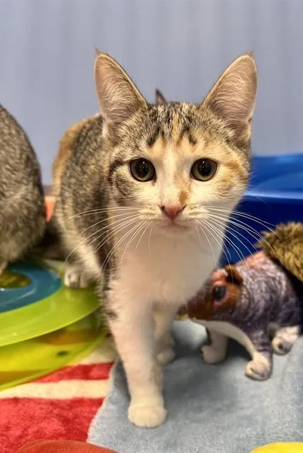A baby small-sized female Domestic Short Hair cat named Rarity for adoption in Kalamazoo, MI