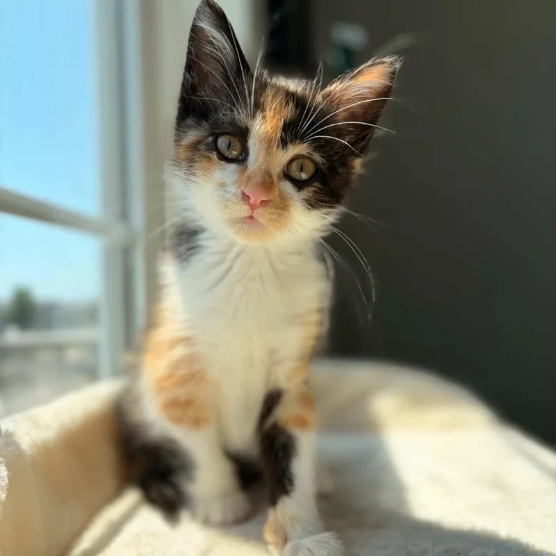 A baby small-sized female Calico Domestic Short Hair cat named Starfire for adoption in West Olive, MI