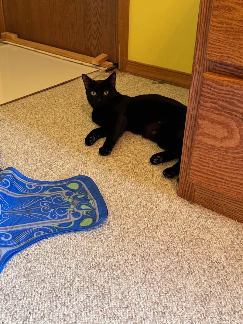 A young medium-sized female Black Domestic Short Hair cat named Kahalie for adoption in Crystal Lake, IL