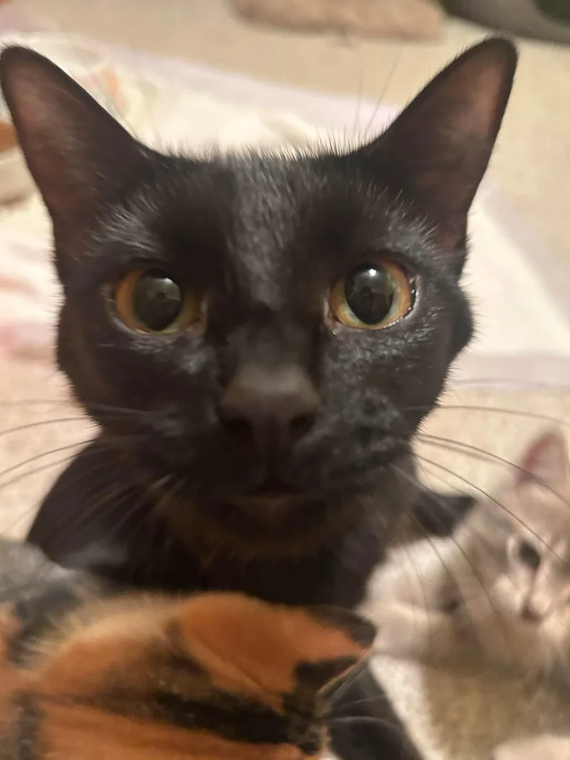 Kahalie thumbnail 3