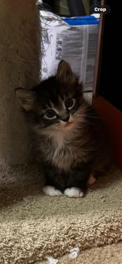 A baby small-sized female Buff & White Domestic Long Hair cat named Zorro for adoption in Lancaster, CA