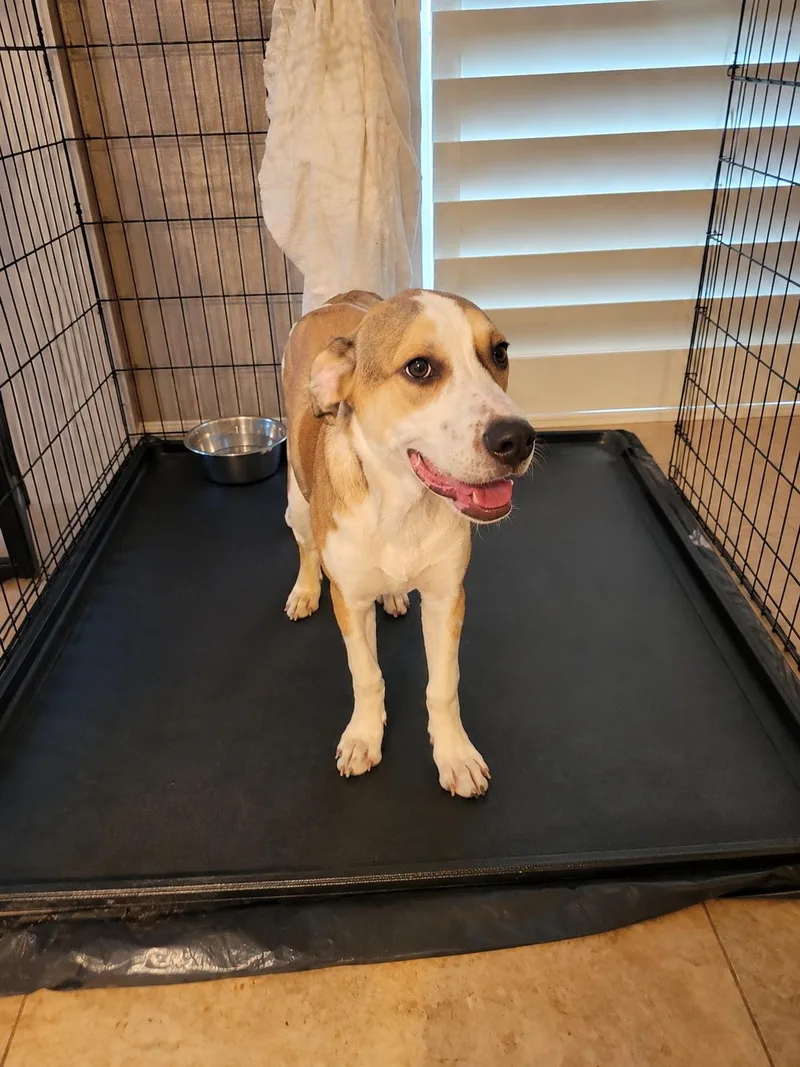 A young medium-sized male Tricolor (Brown, Black, & White) Labrador Retriever dog named Corky Puppy Lover of for adoption in St. Petersburg, FL