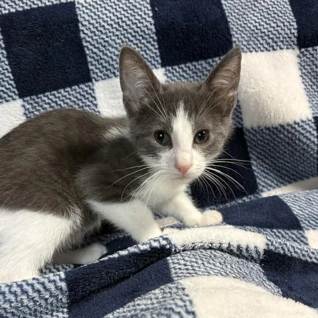 A young medium-sized male Gray & White Domestic Short Hair cat named Mo for adoption in Porter, TX