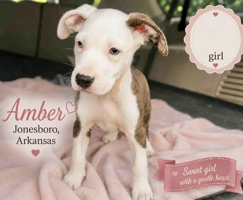 A baby medium-sized female Labrador Retriever dog named Amber for adoption in Manchester, CT