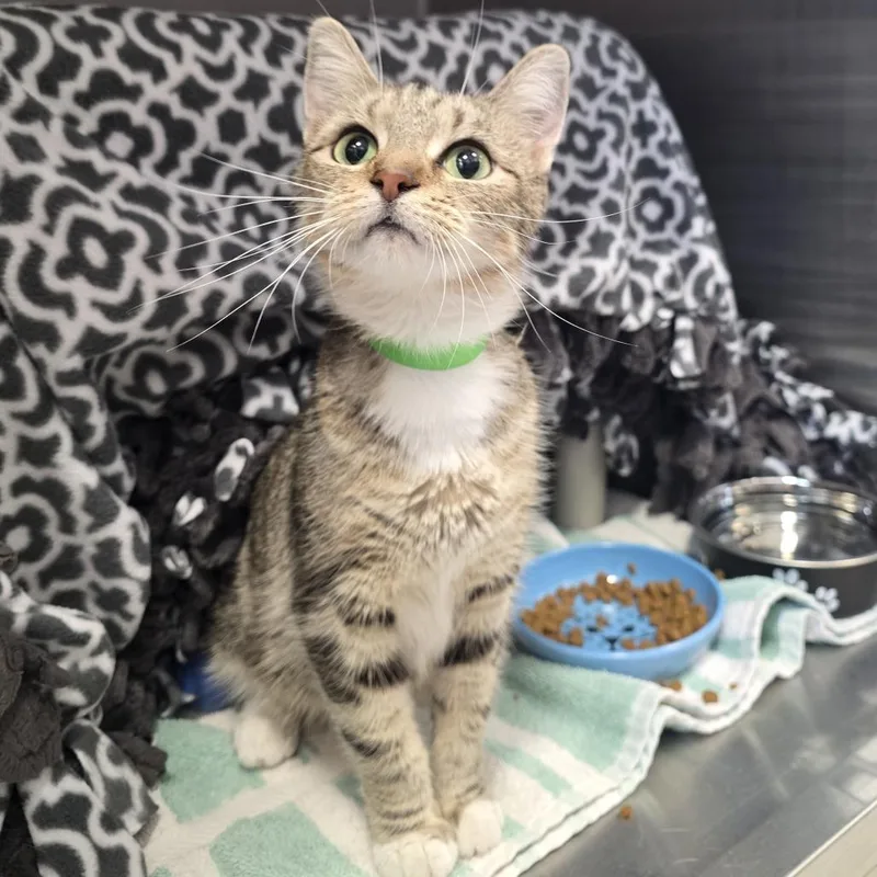 An adult medium-sized female Brown / Chocolate Domestic Short Hair cat named Maria for adoption in Fort Wayne, IN