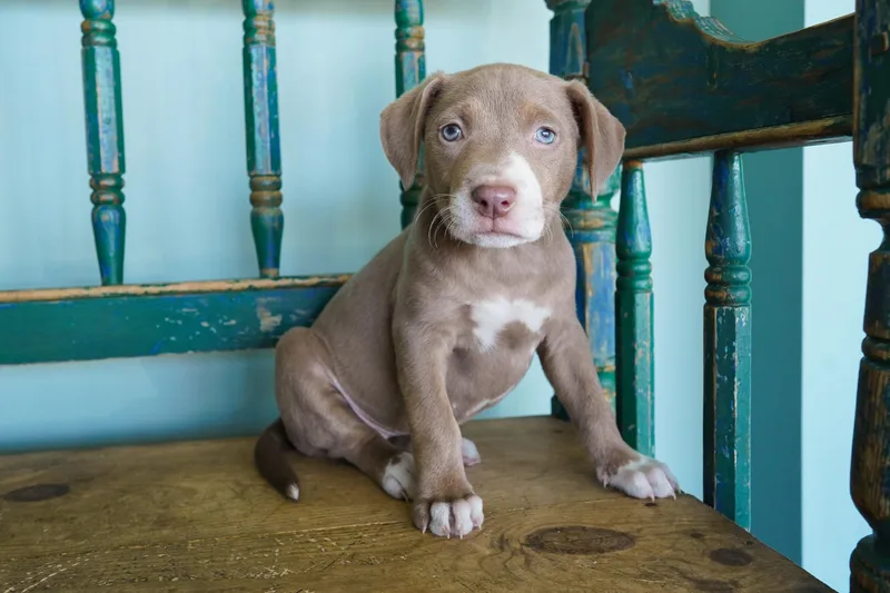 A young medium-sized female Bicolor Pit Bull Terrier dog named Powerpuff for adoption in San Antonio, TX