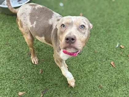 A baby small-sized female American Bulldog dog named Rousey for adoption in Gainesville, FL