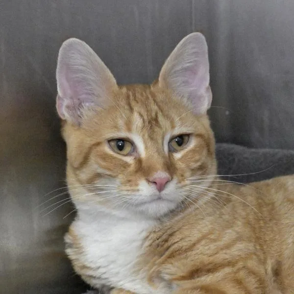 A young small-sized male Domestic Short Hair cat named Elton John for adoption in Austin, TX