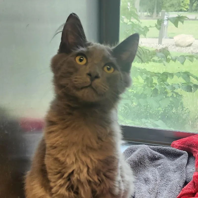 A baby medium-sized male Gray / Blue / Silver Domestic Long Hair cat named Hoss for adoption in Columbia Station, OH