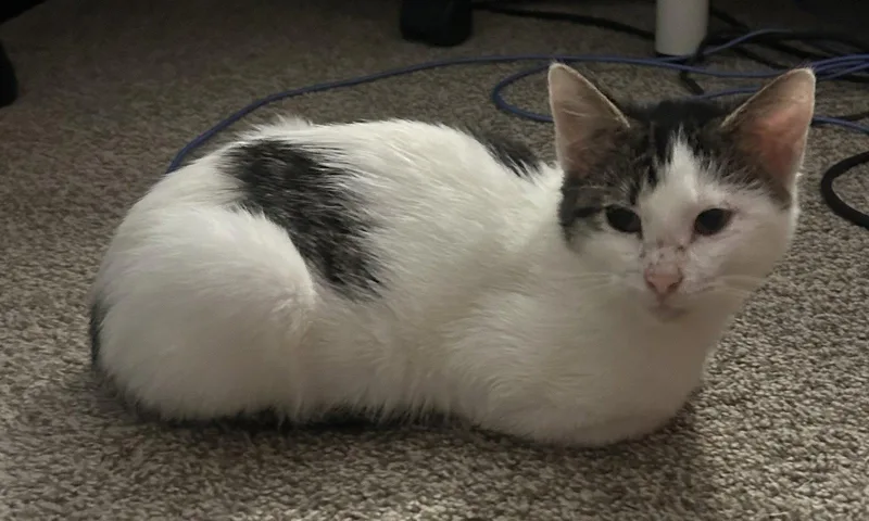 A young small-sized female Domestic Short Hair cat named Muffers for adoption in Kansas City, MO