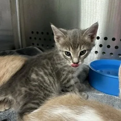 A baby small-sized male Gray / Blue / Silver Domestic Short Hair cat named Zander for adoption in Indianapolis, IN
