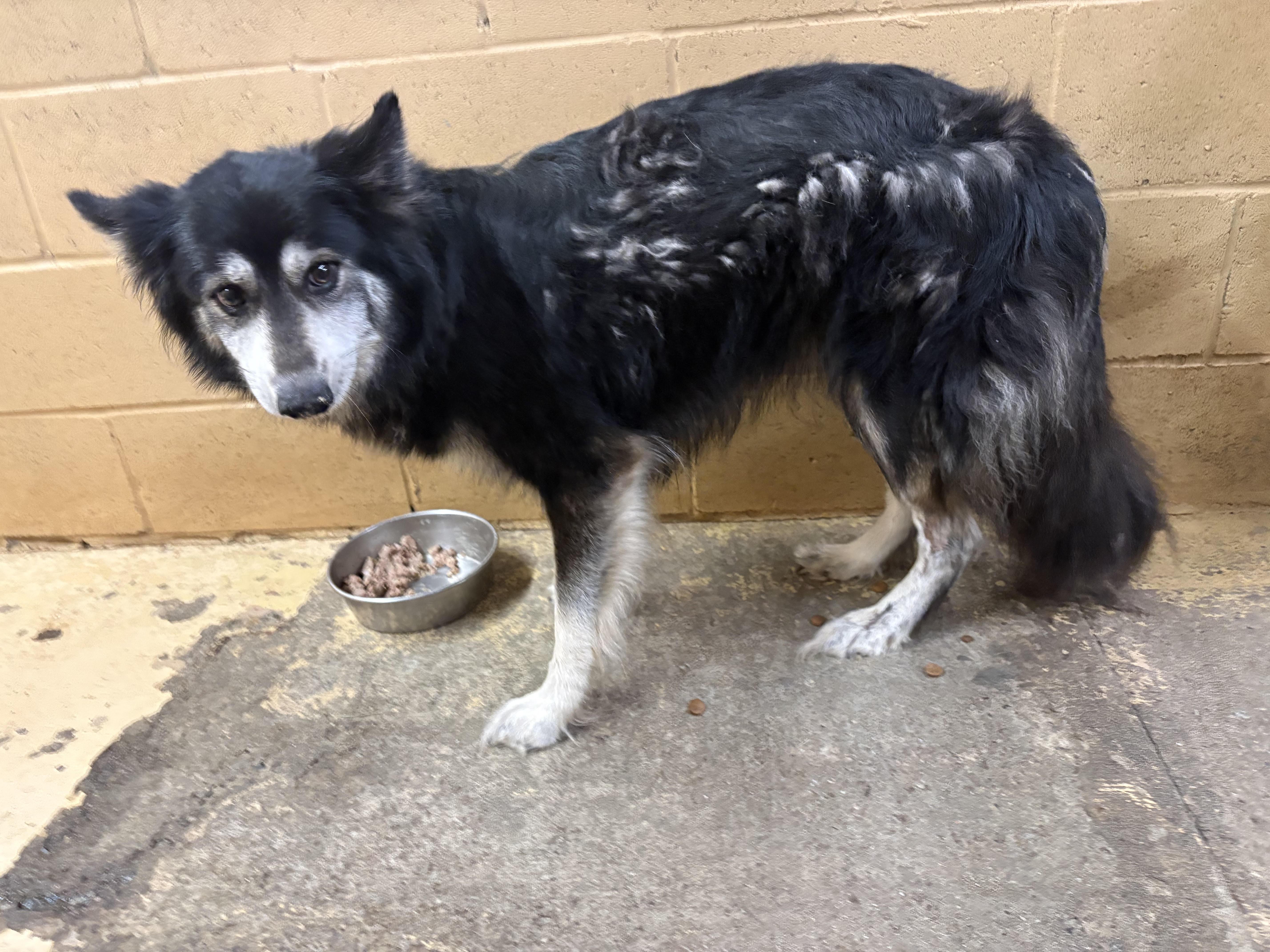 An adult medium-sized female Bicolor Mixed Breed dog named Amanda for adoption in Monticello, GA