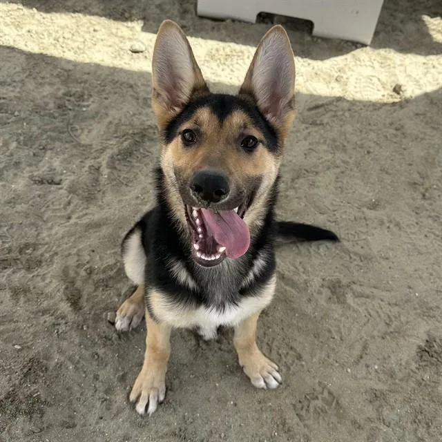 A young small-sized female German Shepherd Dog dog named Ruby for adoption in Thousand Palms, CA