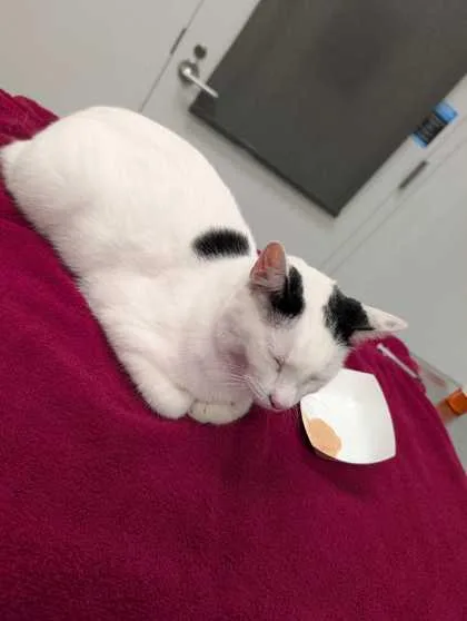 An adult medium-sized female Domestic Short Hair cat named Saweetie for adoption in Kansas City, MO