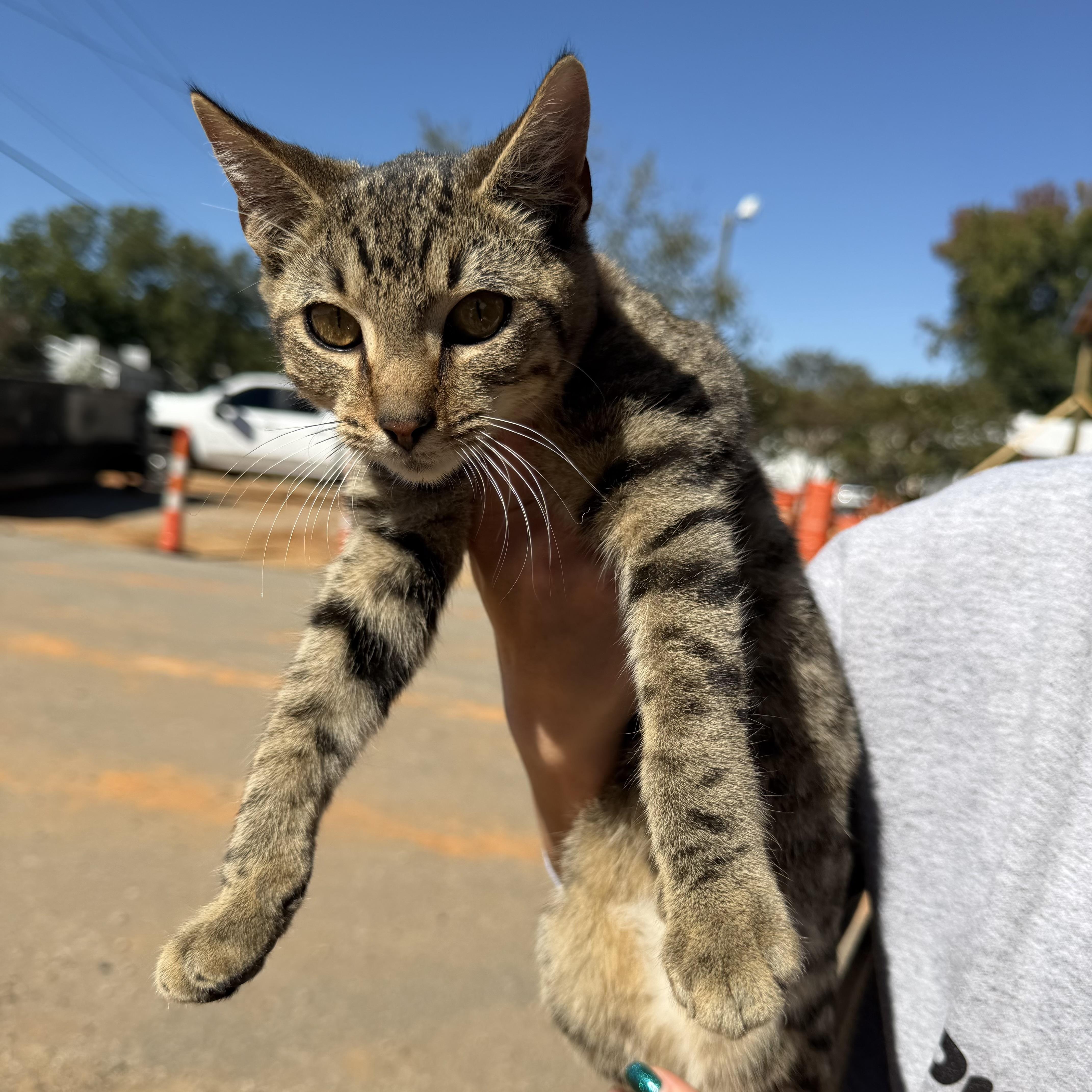 A baby medium-sized male Tabby cat named Tigger for adoption in Columbia, SC