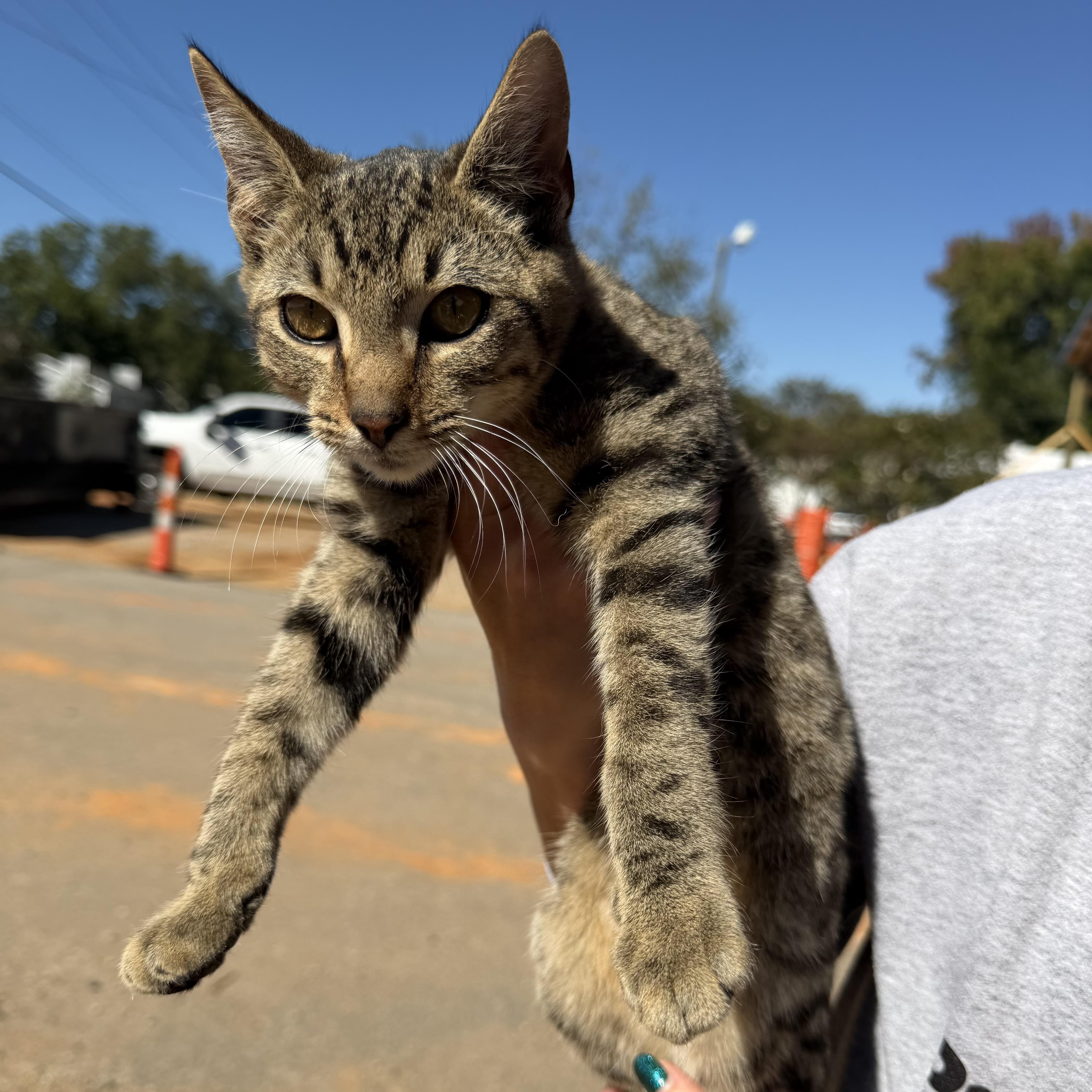 Tigger thumbnail 3