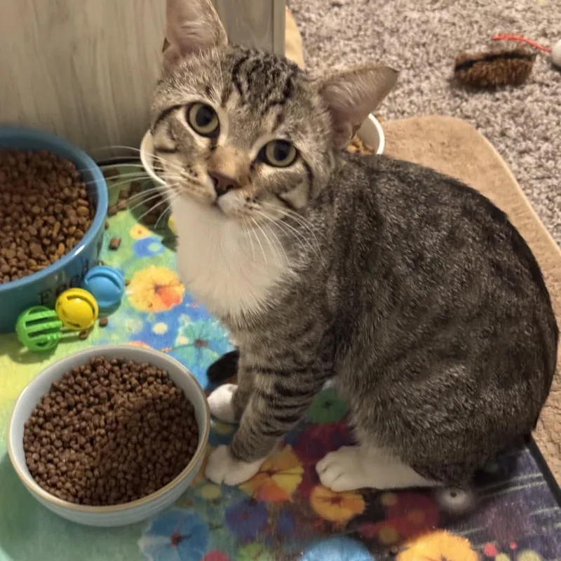 An adult small-sized male Domestic Short Hair cat named Coco Beans for adoption in Las Vegas, NV