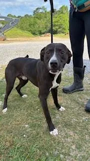 A young medium-sized male Pit Bull Terrier dog named Flapjack for adoption in Denham Springs, LA