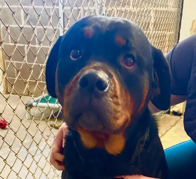A young large-sized male Rottweiler dog named Buster for adoption in Princeton, IN