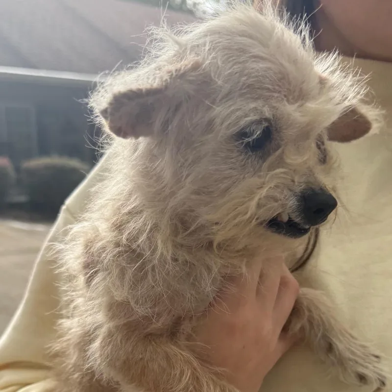 An adult small-sized female Apricot / Beige Mixed Breed dog named Penny for adoption in Gulfport, MS