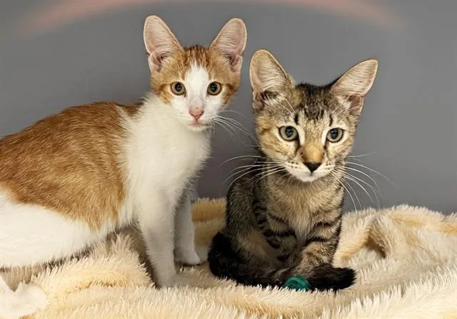 A baby medium-sized female Domestic Short Hair cat named Lil T for adoption in Fort Lauderdale, FL