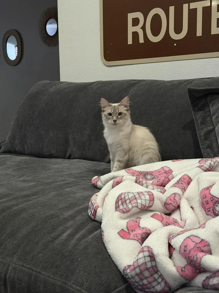 A young small-sized female Ragdoll cat named Snowball for adoption in Redlands, CA
