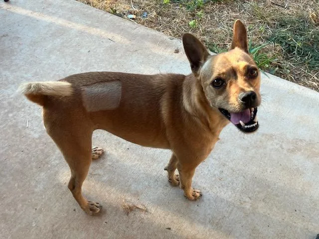 Stella