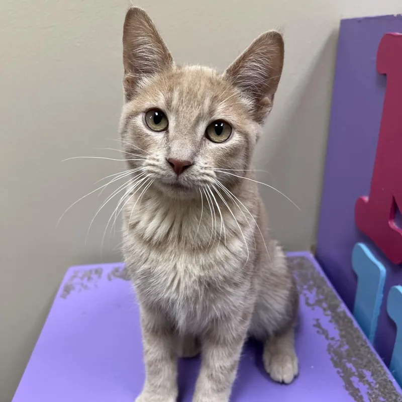 A baby small-sized male Buff / Tan / Fawn Domestic Short Hair cat named Cardamon for adoption in Arlington Heights, IL