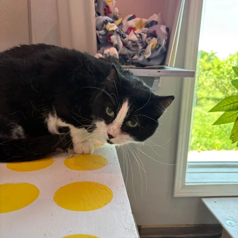 A senior small-sized male Black Domestic Short Hair cat named Duncan for adoption in West Des Moines, IA
