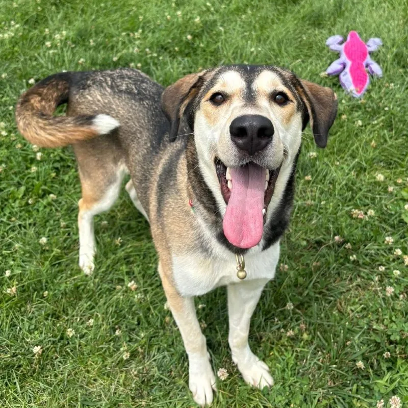 A young medium-sized female Brown / Chocolate Siberian Husky dog named Precious for adoption in Waynesboro, PA