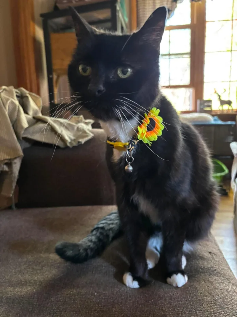 A senior medium-sized female Black & White / Tuxedo Domestic Short Hair cat named Skittles for adoption in Bourne, MA