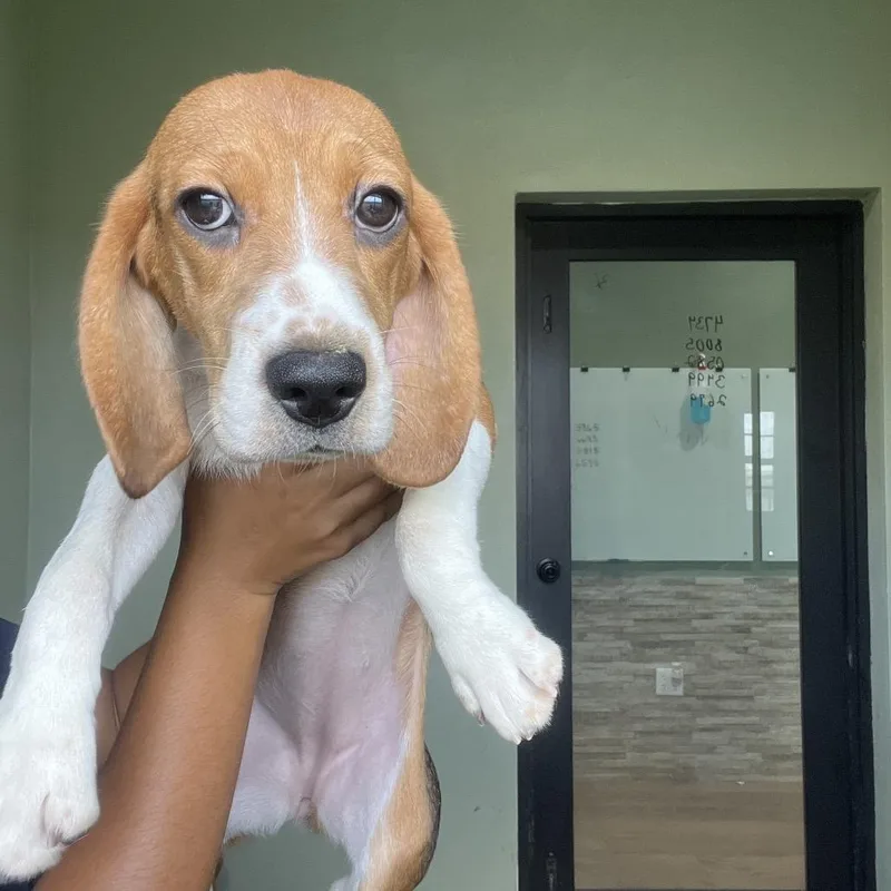 A young small-sized female Yellow / Tan / Blond / Fawn Beagle dog named YLE  aka Kiara for adoption in LOXAHATCHEE, FL