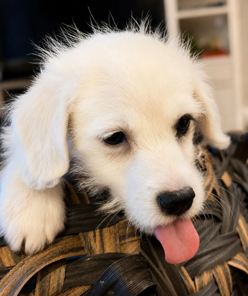 A baby small-sized male White / Cream Maltipoo dog named Yosemite for adoption in San Diego, CA