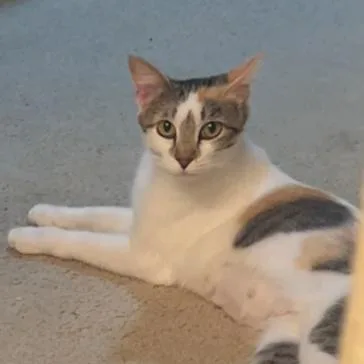 A young small-sized female Calico Domestic Short Hair cat named Bonnie for adoption in Temecula, CA