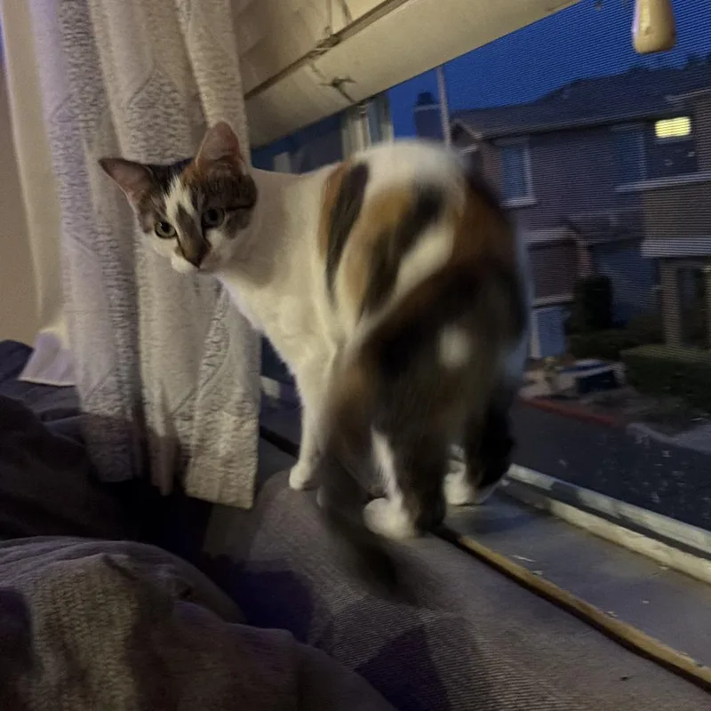 Bonnie thumbnail 6