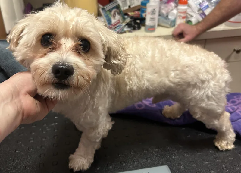 A young small-sized male Shih Tzu dog named Joey for adoption in Oak Ridge, NJ