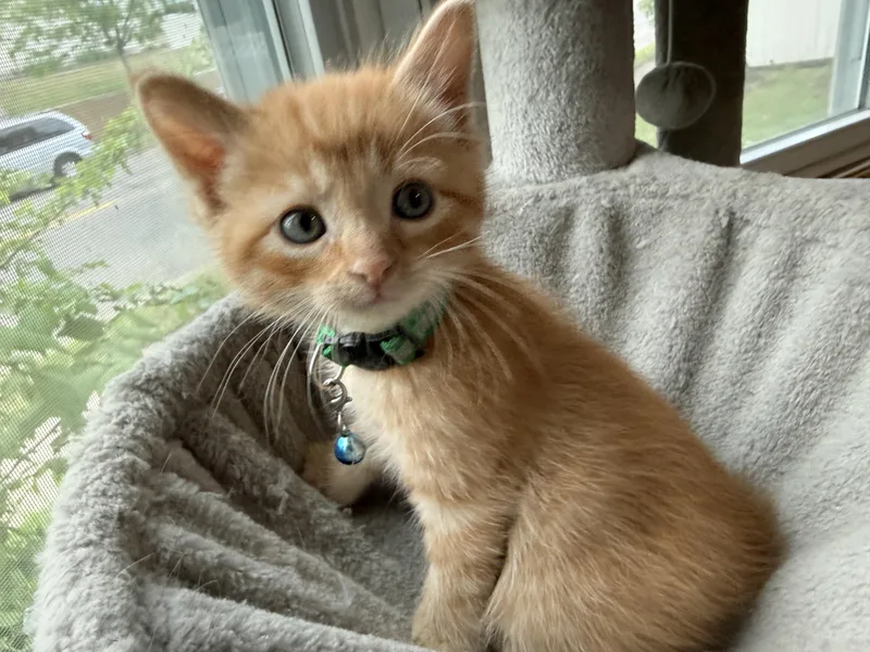 A baby small-sized male Orange & White American Shorthair cat named Carisi for adoption in GALESVILLE, WI
