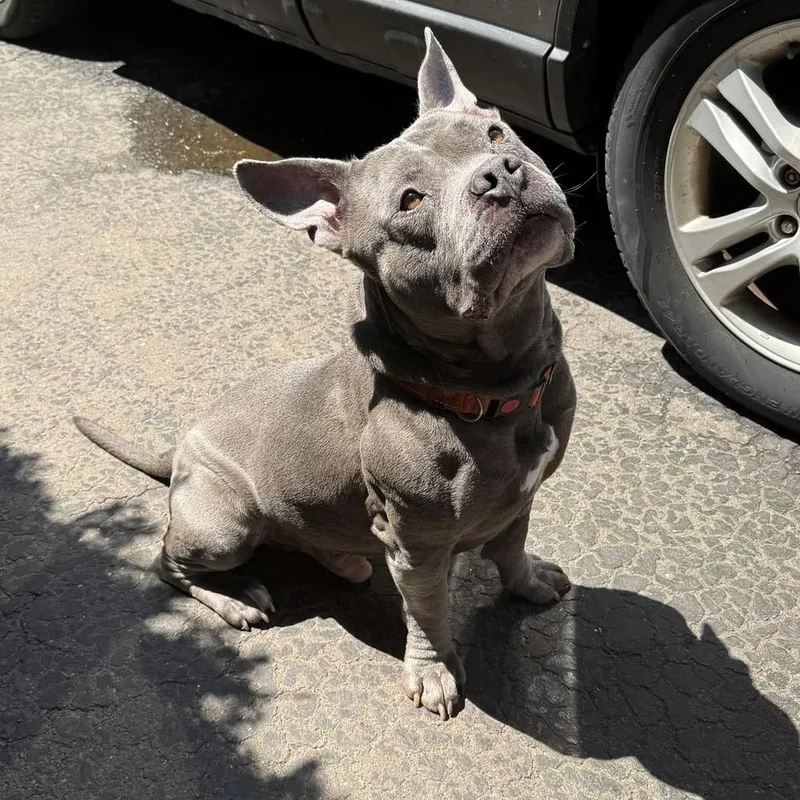 An adult large-sized male Staffordshire Bull Terrier dog named Baxter for adoption in Groveland, MA