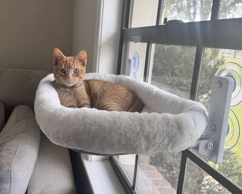 A baby medium-sized male Orange / Red Domestic Short Hair cat named Everett for adoption in Oviedo, FL