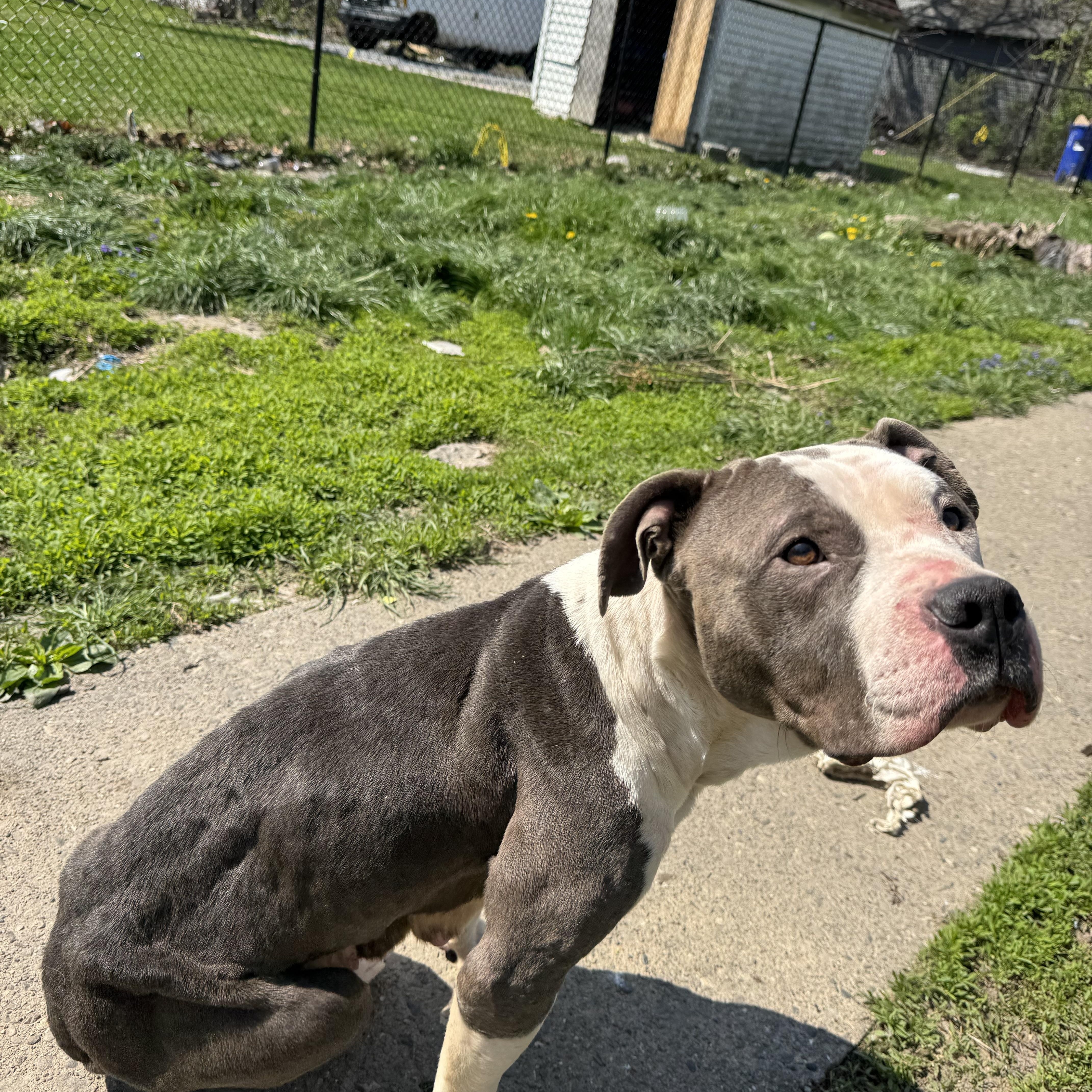 An adult medium-sized female Gray / Blue / Silver Pit Bull Terrier dog named Buddygirl! Gentle And So for adoption in RUSSIAVILLE, IN