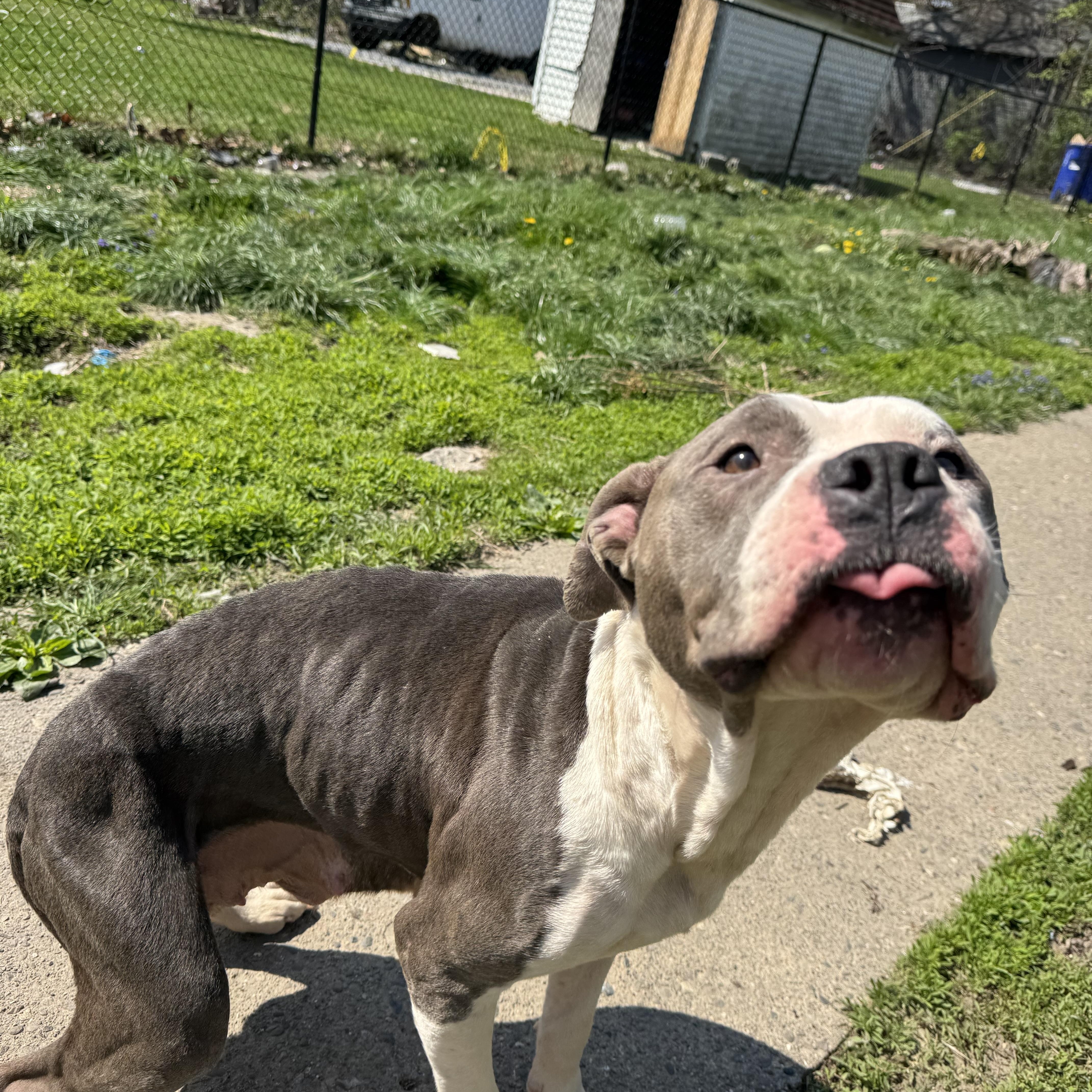 Buddygirl! Gentle And So thumbnail 4