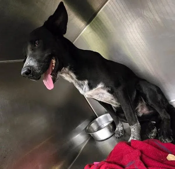A young medium-sized male Australian Cattle Dog / Blue Heeler dog named Cannoli for adoption in Austin, TX
